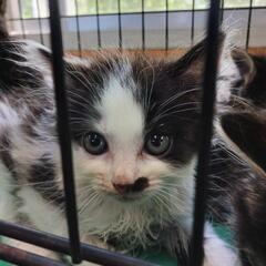 ７匹兄弟猫ちゃんの２匹目です