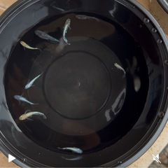 MIXメダカ　1匹100円【愛空めだか】の画像