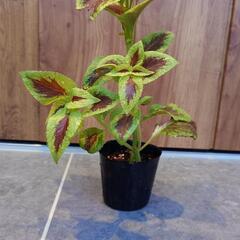 相談中【ガーデニング】コリウス③