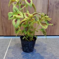 相談中【ガーデニング】コリウス④