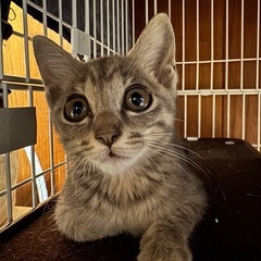 クリクリの目が可愛いサバトラ子猫