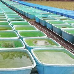 道の駅にのみやでメダカ500円均一セールを行っております。メダカ販売店 亀田養魚 めだかの生産・卸・販売の画像