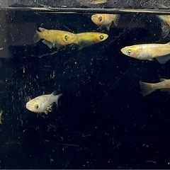 【メダカ】　和墨三色αアースアイ（選外）　12匹の画像