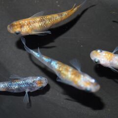 メダカ　三色ラメ　卵　50個位　産卵床付きの画像