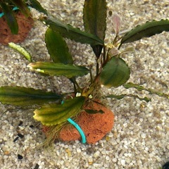 【価格固定】Bucephalandra sp. "Black Angel"の画像