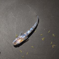 メダカ　三色ラメ　卵　50個位　産卵床付きの画像