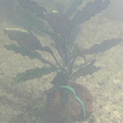 【価格固定】Bucephalandra sp. "Black Angel"の画像