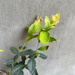 ブルーベリーの苗木の画像