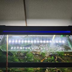 60cm水槽の画像