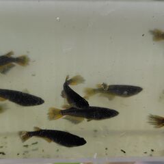 【めだか】サタン(黄ヒレ)成魚 ③　２ペア（♂2匹　♀2匹　計4匹）の画像