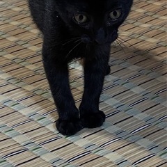 写真更新しましたオスの黒猫です
