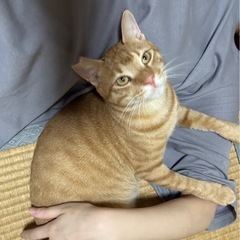 茶トラ　甘えん坊男子