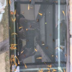 【めだか】紅帝 若魚　10匹以上の画像