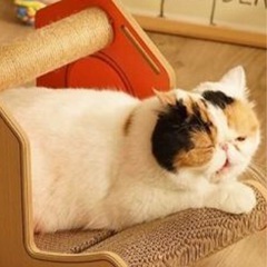 猫の爪とぎの画像