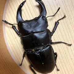 🉐🉐オオクワガタ ♂単81mm（川西・元木SP）の画像