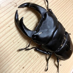 🉐🉐オオクワガタ ♂単81mm（川西・元木SP）の画像