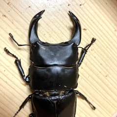 🉐🉐オオクワガタ ♂単81mm（川西・元木SP）の画像