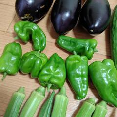 お盆のお野菜８点の画像