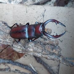 ●クワガタ（ノコギリクワガタ）　●カブトムシ　●クワガタ でも カブトムシ でも オス でも メス でも どれでも一匹100円の画像