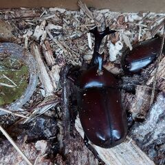 ●クワガタ（ノコギリクワガタ）　●カブトムシ　●クワガタ でも カブトムシ でも オス でも メス でも どれでも一匹100円の画像