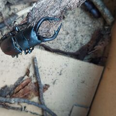 ●クワガタ（ノコギリクワガタ）　●カブトムシ　●クワガタ でも カブトムシ でも オス でも メス でも どれでも一匹100円の画像