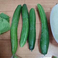 お盆のお野菜６点の画像