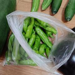 お盆のお野菜６点の画像