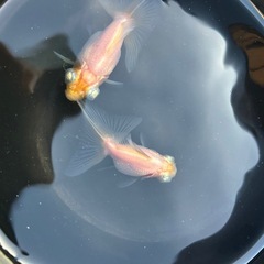 写真の金魚2匹。の画像