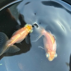 写真の金魚2匹。の画像