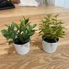 【キャンセル出たので取引可能です！】IKEA 人工観葉植物の画像