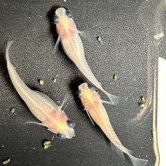 出目パンダ メダカの画像