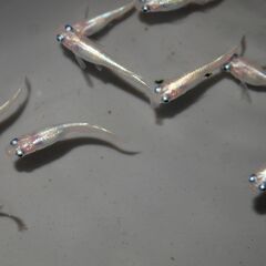 メダカ　マリンブルーピンク若魚(2.5㎝前後）　25匹の画像