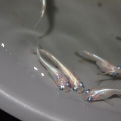 メダカ　マリンブルーピンク若魚(2.5㎝前後）　25匹の画像