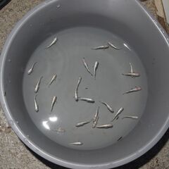 メダカ　マリンブルーピンク若魚(2.5㎝前後）　25匹の画像
