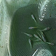 ★めだか〜蒼煌直系オーロラブルーラメ　幼魚10匹の画像