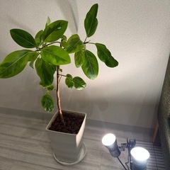クリップ式間接照明2個セットの画像