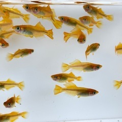 １６日メダカ販売！の画像