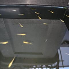 ★めだか〜紅薊　（ベニアザミ）無選別稚魚15匹 2セットで1500円の画像