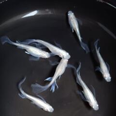 極上めだか　天女の舞　5匹1000円の画像
