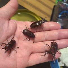 今捕りノコギリー6匹の画像