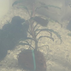 【価格固定】Bucephalandra sp. 'Godzilla'の画像