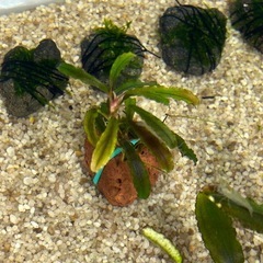 【価格固定】Bucephalandra sp. 'Godzilla'の画像