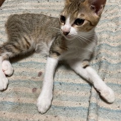 再掲載【大至急】キジトラ オス 推定3ヶ月