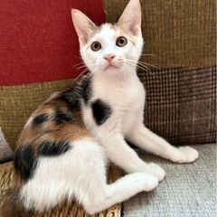 🐈おてんばで、人慣れOKなプリンちゃん🐈