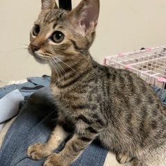 再掲載【大至急】人間大好き甘えん坊  キジ  オス 推定3ヶ月 - 猫