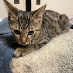 再掲載【大至急】人間大好き甘えん坊  キジ  オス 推定3ヶ月 - 米沢市