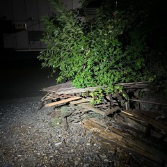 薪　大量　格安
の画像