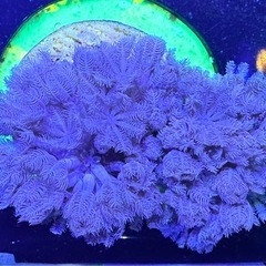 パクパクウミアザミ　フラグ品の画像