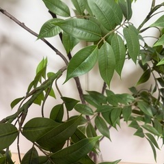 フェイクグリーン 観葉植物の画像