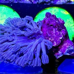 パクパク　ウミアザミの画像